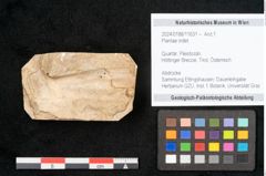 Foto (Objekt + Etikett) von Plantae indet.  (NHMW-GEO-2024-0188-11631)